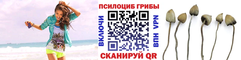 где продают   МЕГА ссылка  darknet наркотические препараты  Краснодар  Псилоцибиновые грибы прущие грибы 